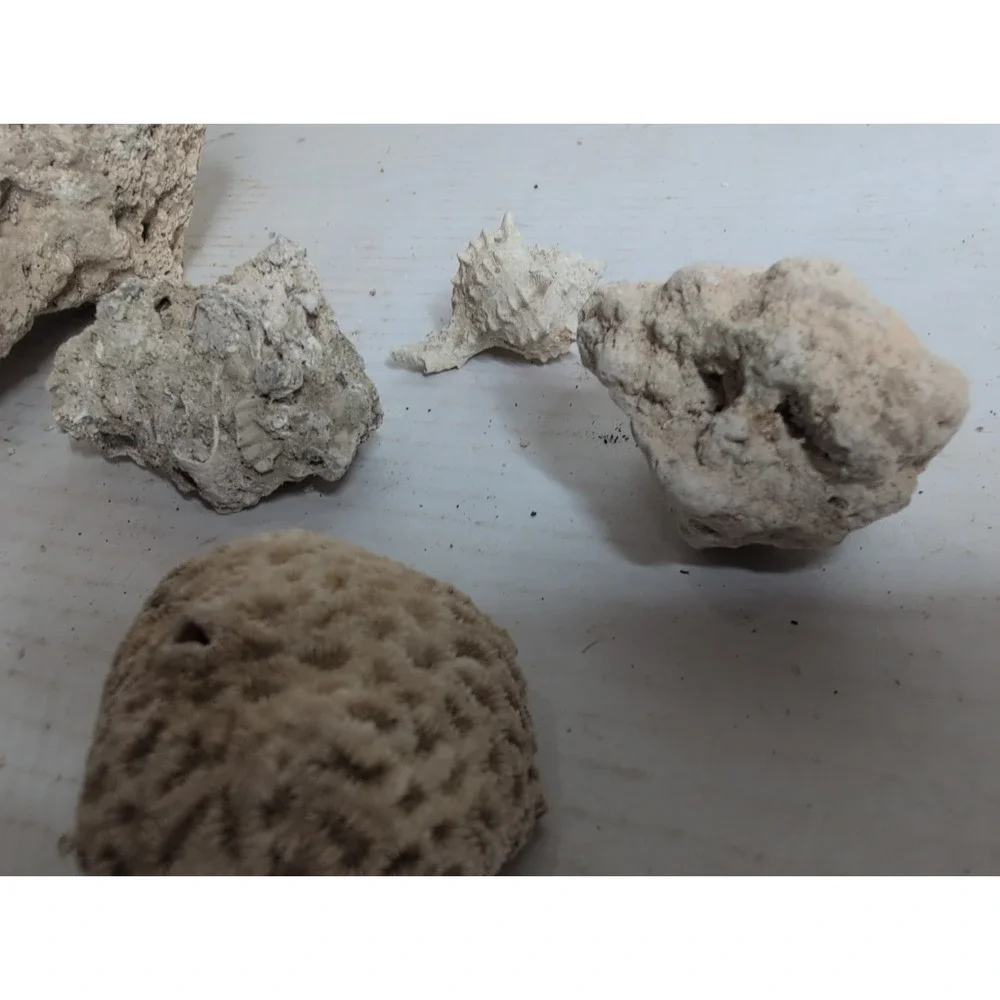 Mixed Lot Of 12 Coral Skeleton And Aquarium Seashell Pieces
